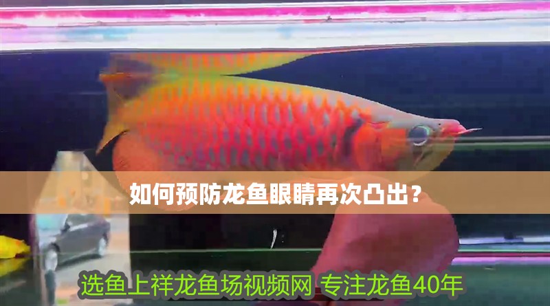 如何預防龍魚眼睛再次凸出？