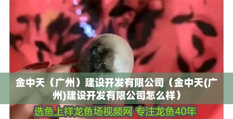 金中天（廣州）建設(shè)開發(fā)有限公司（金中天(廣州)建設(shè)開發(fā)有限公司怎么樣）