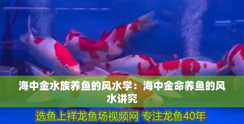 海中金水族養魚的風水學：海中金命養魚的風水講究