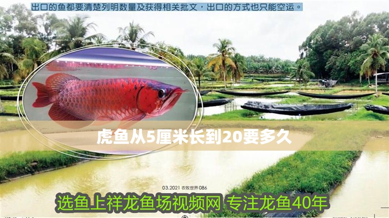 虎魚從5厘米長到20要多久