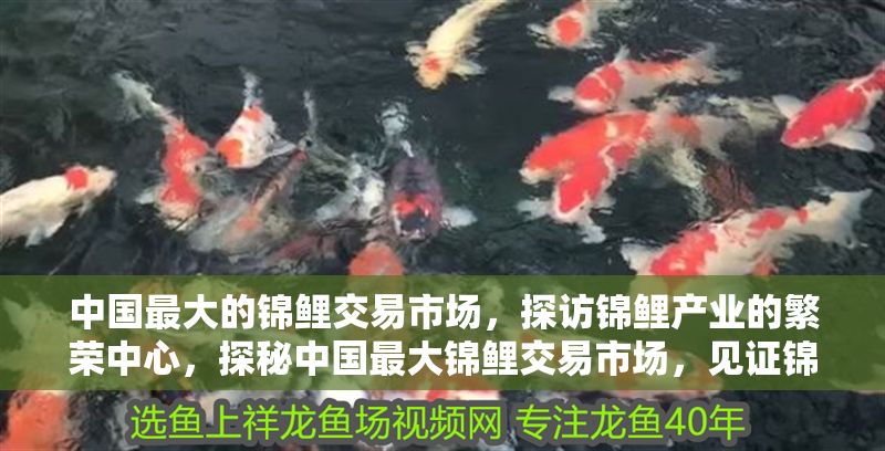 中國最大的錦鯉交易市場，探訪錦鯉產(chǎn)業(yè)的繁榮中心，探秘中國最大錦鯉交易市場，見證錦鯉產(chǎn)業(yè)的繁榮盛景 中國最大的錦鯉交易市場，探訪錦鯉產(chǎn)業(yè)的繁榮中心，探秘中國最大錦鯉交易市場，見證錦鯉產(chǎn)業(yè)的繁榮盛景 龍魚百科 第1張