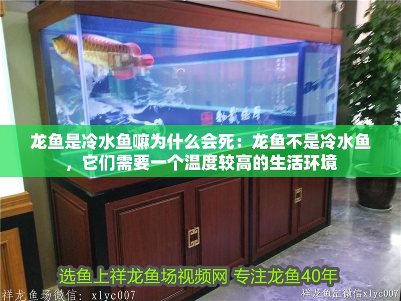 魚缸過濾器選購指南:自制魚缸過濾器魚缸上置過濾器對于養(yǎng)魚愛好者的必備知識 龍魚是冷水魚嘛為什么會死:龍魚不是冷水魚,它們需要一個溫度較高的生活環(huán)境 龍魚百科 龍魚是冷水魚嘛為什么會死:龍魚不是冷水魚,它們需要一個溫度較高的生活環(huán)境 龍魚是冷水魚嘛為什么會死:龍魚不是冷水魚,它們需要一個溫度較高的生活環(huán)境 龍魚百科