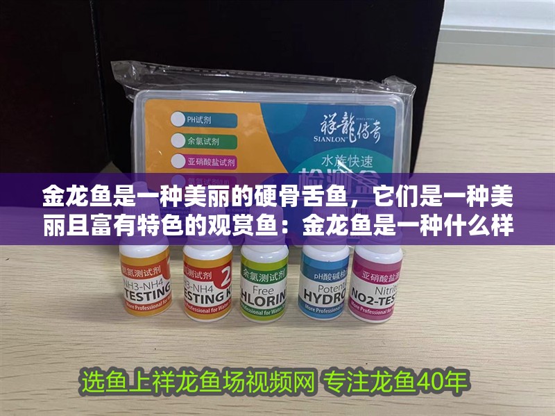 金龍魚是一種美麗的硬骨舌魚，它們是一種美麗且富有特色的觀賞魚：金龍魚是一種什么樣的魚？
