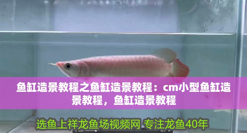 魚缸造景教程之魚缸造景教程：cm小型魚缸造景教程，魚缸造景教程