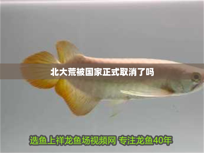 龍魚(yú)干蝦有營(yíng)養(yǎng)嗎 北大荒被國(guó)家正式取消了嗎 龍魚(yú)論壇 北大荒被國(guó)家正式取消了嗎 北大荒被國(guó)家正式取消了嗎 龍魚(yú)論壇