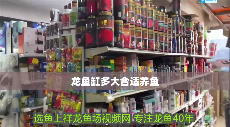 龍魚缸多大合適養(yǎng)魚