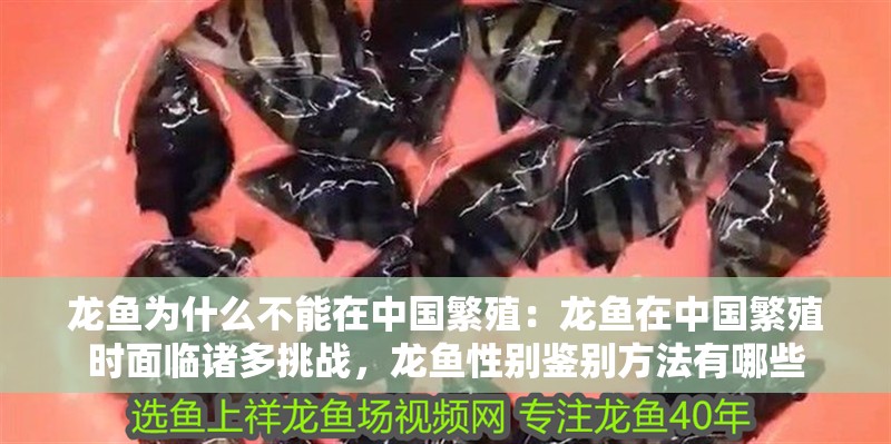 龍魚為什么不能在中國繁殖：龍魚在中國繁殖時面臨諸多挑戰，龍魚性別鑒別方法有哪些