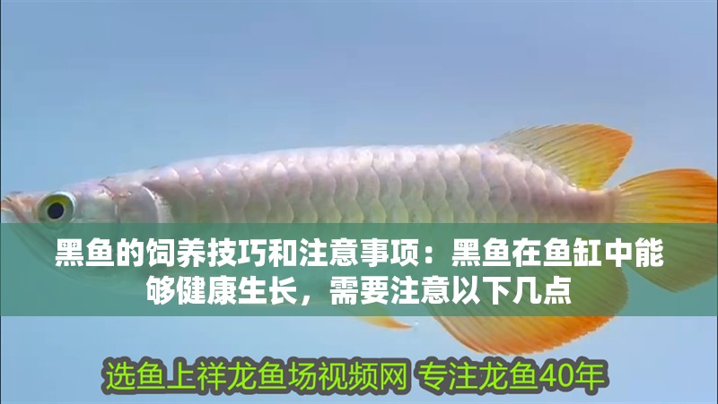 黑魚的飼養(yǎng)技巧和注意事項(xiàng)：黑魚在魚缸中能夠健康生長(zhǎng)，需要注意以下幾點(diǎn) 黑魚的飼養(yǎng)技巧和注意事項(xiàng)：黑魚在魚缸中能夠健康生長(zhǎng)，需要注意以下幾點(diǎn) 魚缸百科
