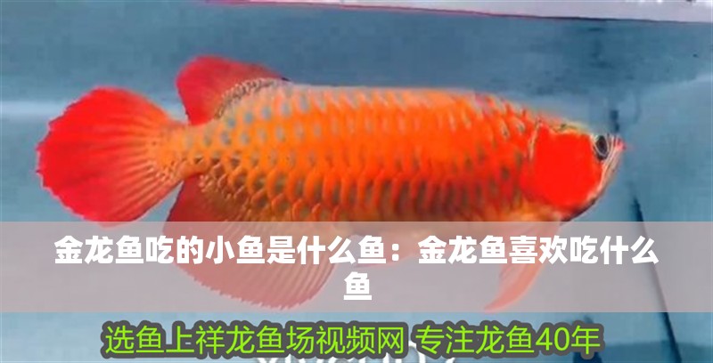 金龍魚吃的小魚是什么魚：金龍魚喜歡吃什么魚 金龍魚吃的小魚是什么魚：金龍魚喜歡吃什么魚 龍魚百科
