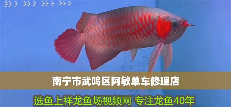 南寧市武鳴區阿敏單車修理店