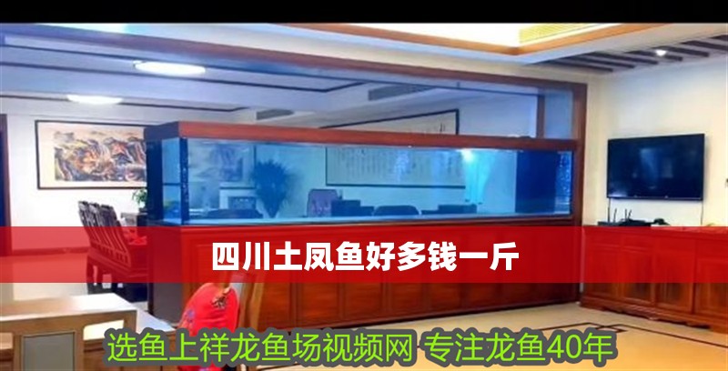 四川土鳳魚好多錢一斤 四川土鳳魚好多錢一斤 龍魚論壇