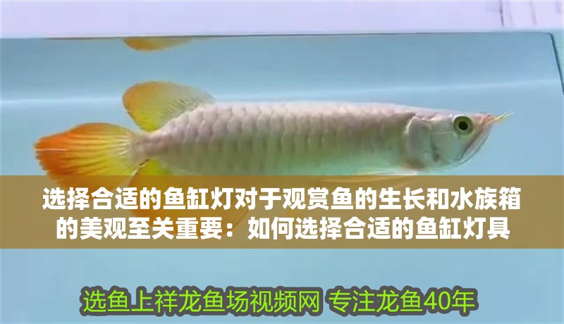 選擇合適的魚缸燈對(duì)于觀賞魚的生長(zhǎng)和水族箱的美觀至關(guān)重要：如何選擇合適的魚缸燈具