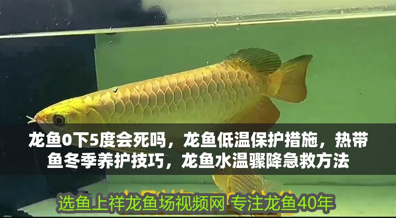 龍魚0下5度會死嗎，龍魚低溫保護措施，熱帶魚冬季養護技巧，龍魚水溫驟降急救方法