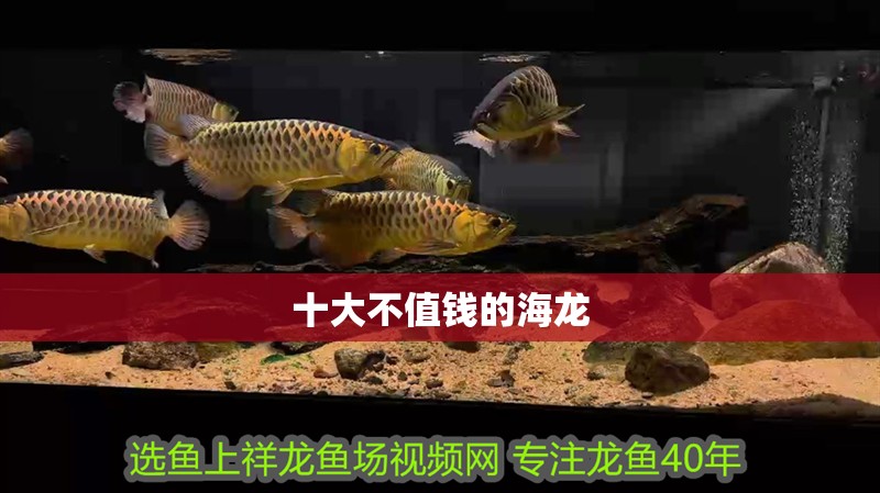 十大不值錢的海龍