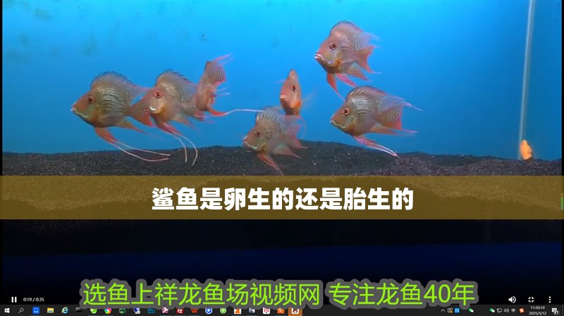 鯊魚是卵生的還是胎生的