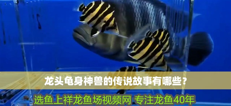 龍頭龜身神獸的傳說(shuō)故事有哪些？