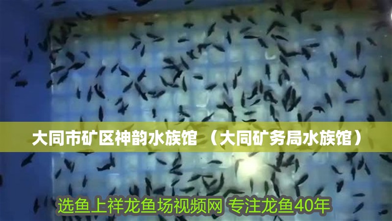 大同市礦區神韻水族館 （大同礦務局水族館） 大同市礦區神韻水族館 （大同礦務局水族館） 全國水族館企業名錄
