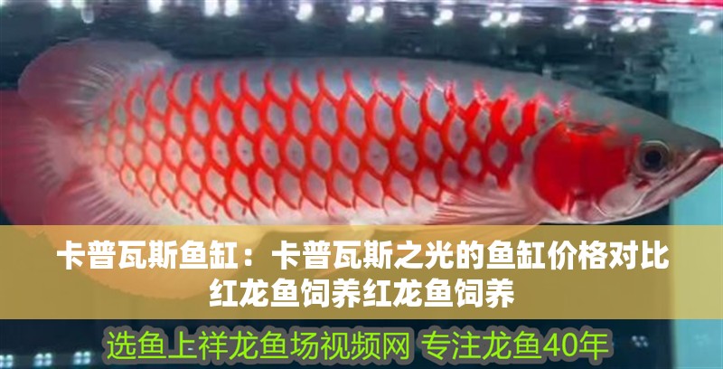 卡普瓦斯魚缸：卡普瓦斯之光的魚缸價格對比紅龍魚飼養紅龍魚飼養 卡普瓦斯魚缸：卡普瓦斯之光的魚缸價格對比紅龍魚飼養紅龍魚飼養 魚缸百科