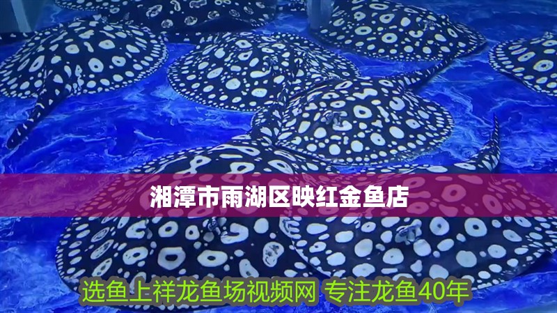 湘潭市<strong><mark>雨湖</mark></strong>區映紅金魚店