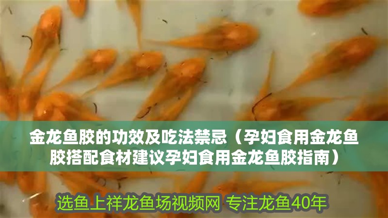 金龍魚膠的功效及吃法禁忌（孕婦食用金龍魚膠搭配食材建議孕婦食用金龍魚膠指南）