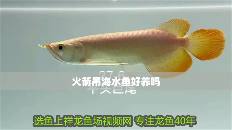 火箭吊海水魚好養(yǎng)嗎 火箭吊海水魚好養(yǎng)嗎 龍魚論壇
