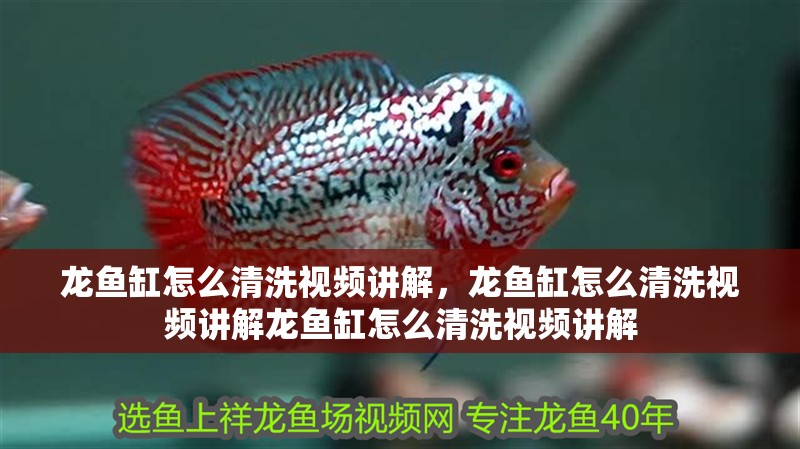 鸚鵡魚和銀龍魚混養怎樣喂食 龍魚缸怎么清洗視頻講解,龍魚缸怎么清洗視頻講解龍魚缸怎么清洗視頻講解 魚缸百科 龍魚缸怎么清洗視頻講解,龍魚缸怎么清洗視頻講解龍魚缸怎么清洗視頻講解 龍魚缸怎么清洗視頻講解,龍魚缸怎么清洗視頻講解龍魚缸怎么清洗視頻講解 魚缸百科