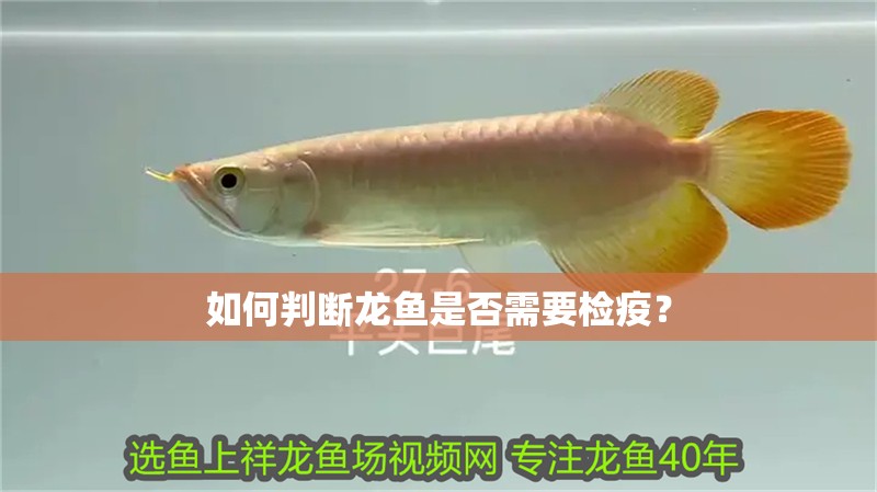 如何判斷龍魚(yú)是否需要檢疫？