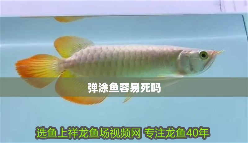 彈涂魚容易死嗎