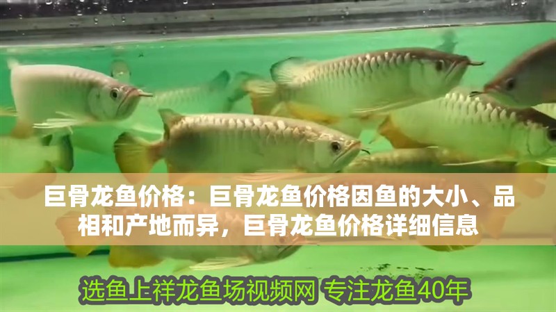 巨骨龍魚(yú)價(jià)格：巨骨龍魚(yú)價(jià)格因魚(yú)的大小、品相和產(chǎn)地而異，巨骨龍魚(yú)價(jià)格詳細(xì)信息