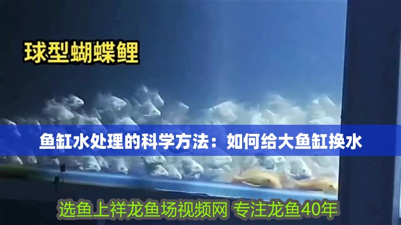 魚缸水處理的科學方法：如何給大魚缸換水