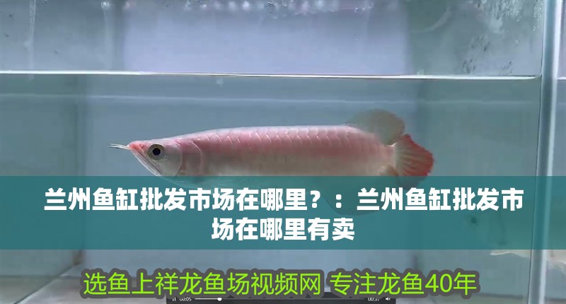 蘭州魚缸批發市場在哪里？：蘭州魚缸批發市場在哪里有賣 蘭州魚缸批發市場在哪里？：蘭州魚缸批發市場在哪里有賣 魚缸百科