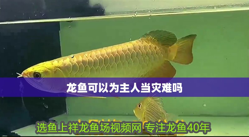 龍魚可以為主人當災難嗎