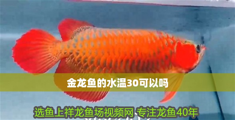 金龍魚的水溫30可以嗎