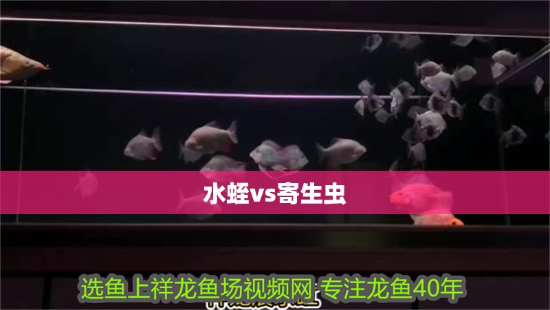 我的虎魚真菌感染了要怎么處理 水蛭vs寄生蟲 龍魚論壇 水蛭vs寄生蟲 水蛭vs寄生蟲 龍魚論壇