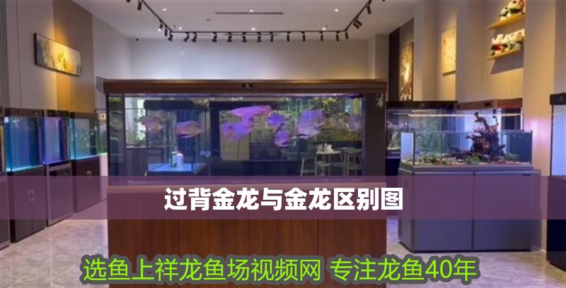 過背金龍與金龍區別圖 過背金龍與金龍區別圖 龍魚論壇