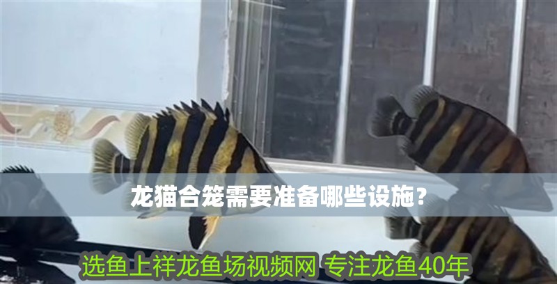 龍貓合籠需要準備哪些設施？
