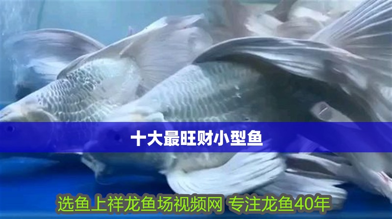 十大最旺財小型魚
