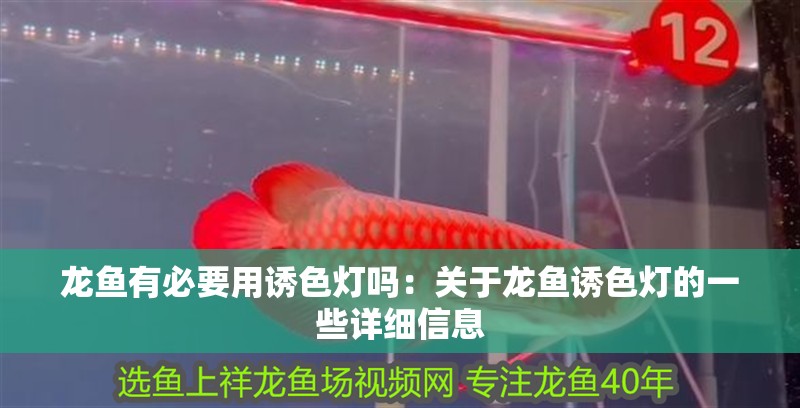 龍魚有必要用誘色燈嗎：關(guān)于龍魚誘色燈的一些詳細(xì)信息