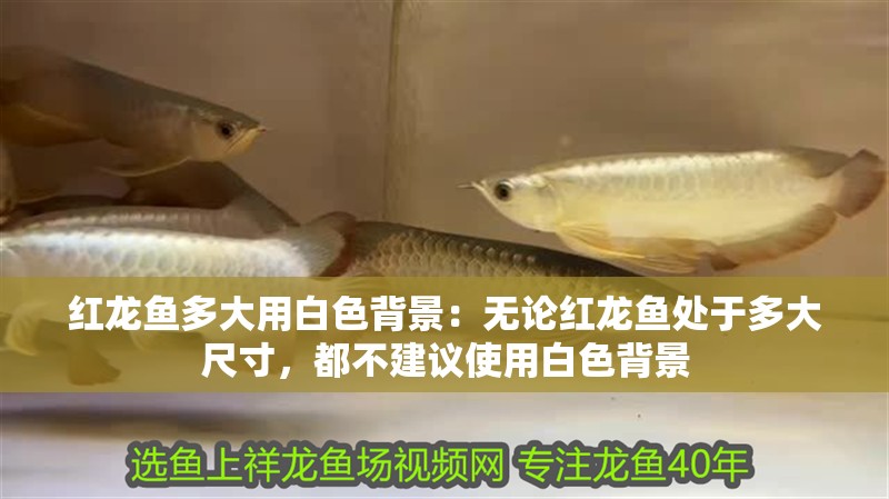紅龍魚多大用白色背景：無論紅龍魚處于多大尺寸，都不建議使用白色背景 紅龍魚多大用白色背景：無論紅龍魚處于多大尺寸，都不建議使用白色背景 龍魚百科