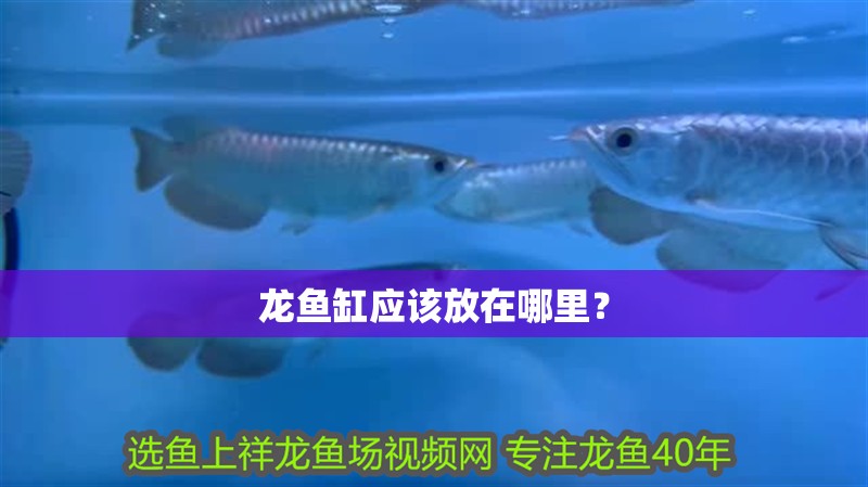 龍魚缸應(yīng)該放在哪里？
