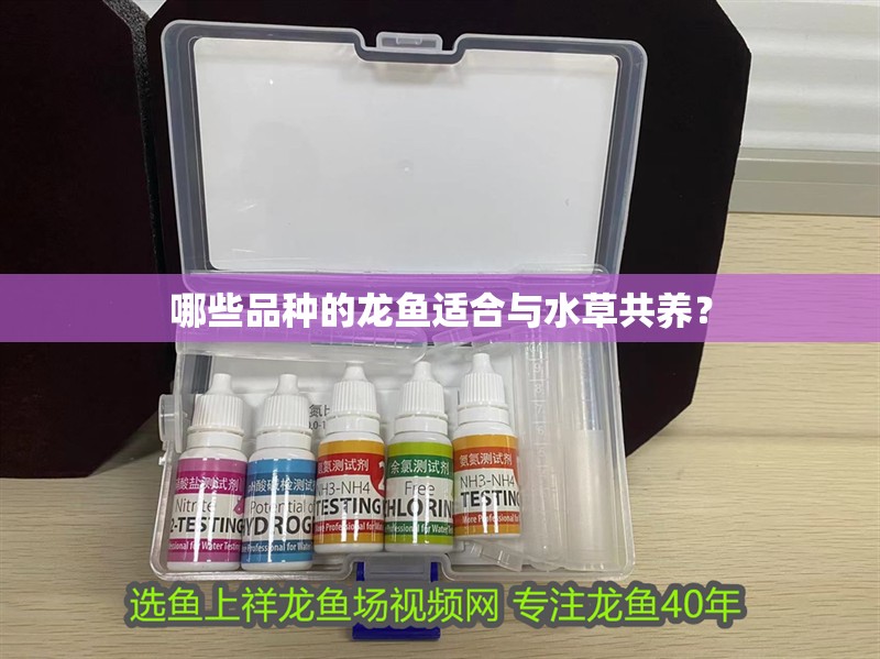 哪些品種的龍魚適合與水草共養？ 哪些品種的龍魚適合與水草共養？ 龍魚論壇