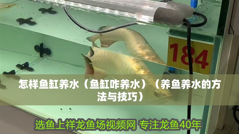 怎樣魚缸養水（魚缸咋養水）（養魚養水的方法與技巧）