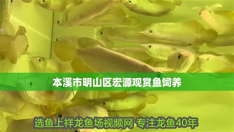 本溪市<strong><mark>明山</mark></strong>區宏源觀賞魚飼養