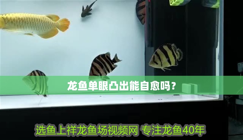 龍魚單眼凸出能自愈嗎？