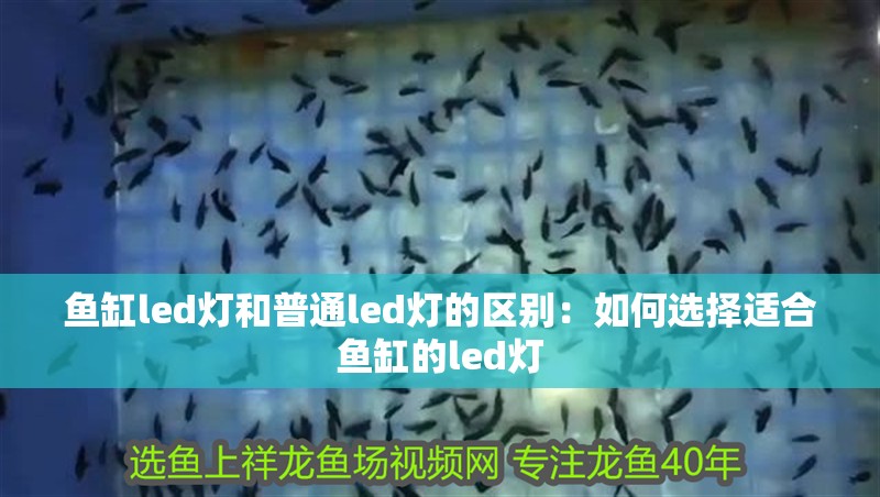 魚缸led燈和普通led燈的區別：如何選擇適合魚缸的led燈