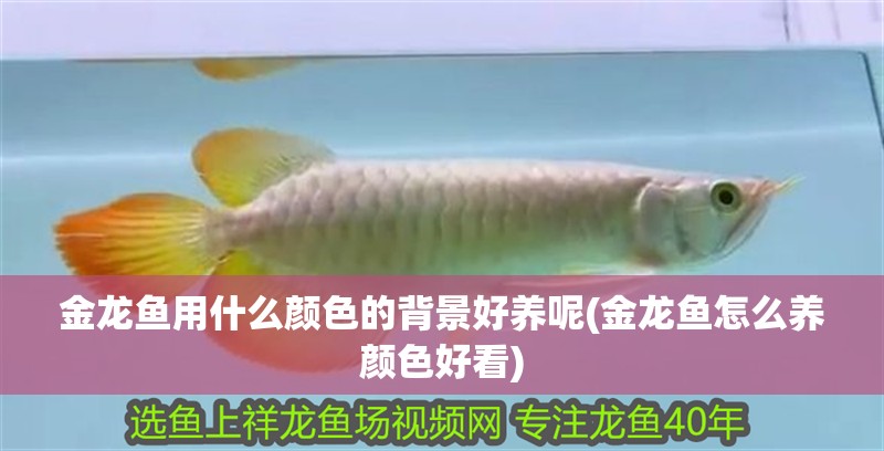 金龍魚用什么顏色的背景好養(yǎng)呢(金龍魚怎么養(yǎng)顏色好看)