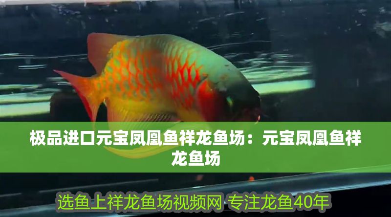 極品進口元寶鳳凰魚祥龍魚場：元寶鳳凰魚祥龍魚場