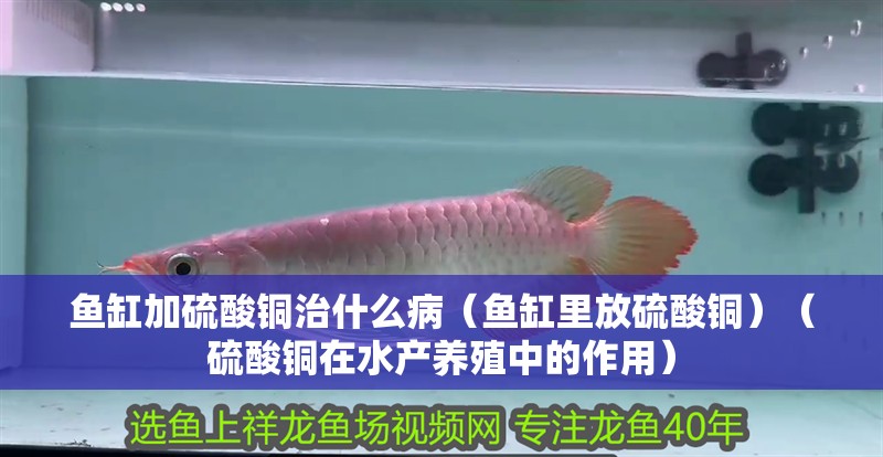 魚缸加硫酸銅治什么?。~缸里放硫酸銅）（硫酸銅在水產養殖中的作用） 魚缸加硫酸銅治什么病（魚缸里放硫酸銅）（硫酸銅在水產養殖中的作用） 魚缸百科