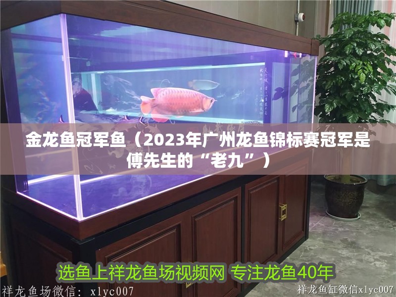金龍魚冠軍魚（2023年廣州龍魚錦標賽冠軍是傅先生的“老九”）