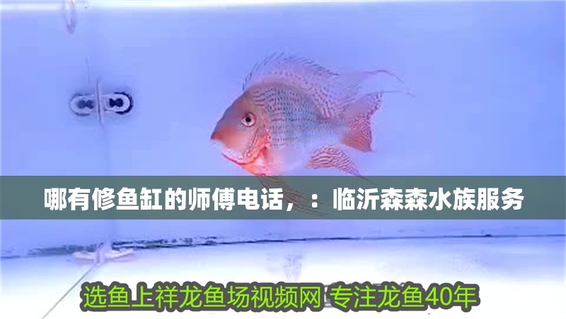 哪有修魚缸的師傅電話，：臨沂森森水族服務(wù)